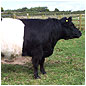 Galloway Cattle