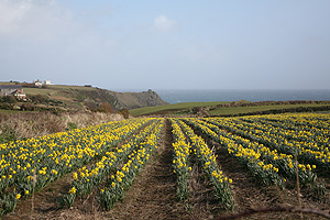 daffs field