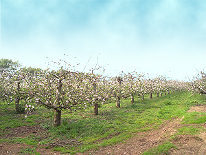 Orchard