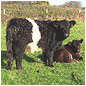 Galloway Cattle