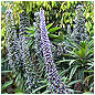 Courtyard Flowers