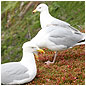 Gulls